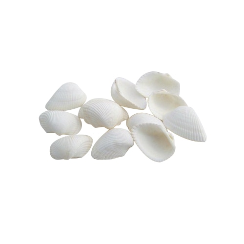 夏の小物