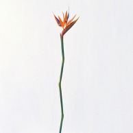 造花 その他