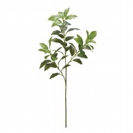 フェイクグリーン サカキ（榊）