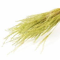ドライ穂物 その他