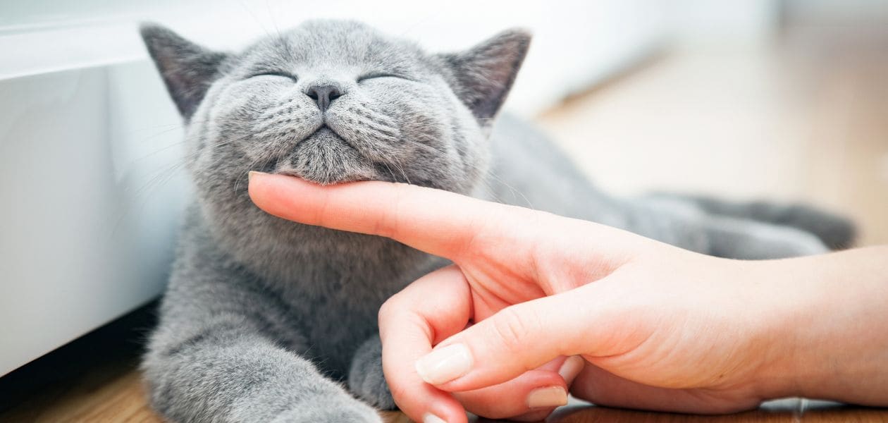 「猫も杓子も」の由来