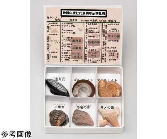 大江理工社 ミニ標本シリーズ 示準化石6種セット 1箱(ご注文単位1箱)【直送品】