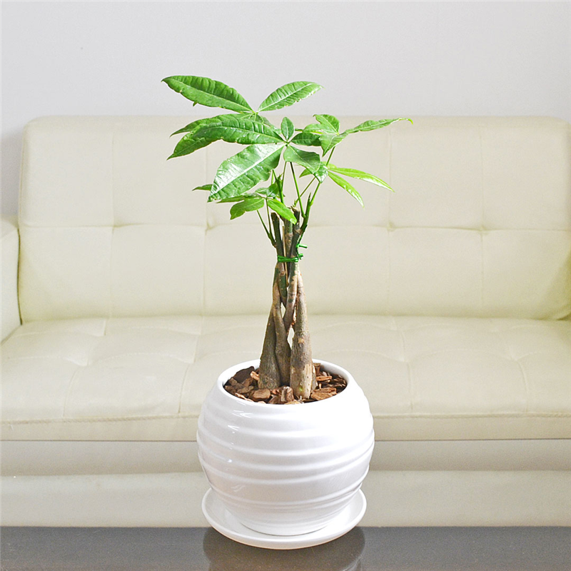 琴花園 観葉植物 パキラ 発財樹 編み込み 陶器鉢 ボール形 陶器鉢 1個（ご注文単位1個）【直送品】