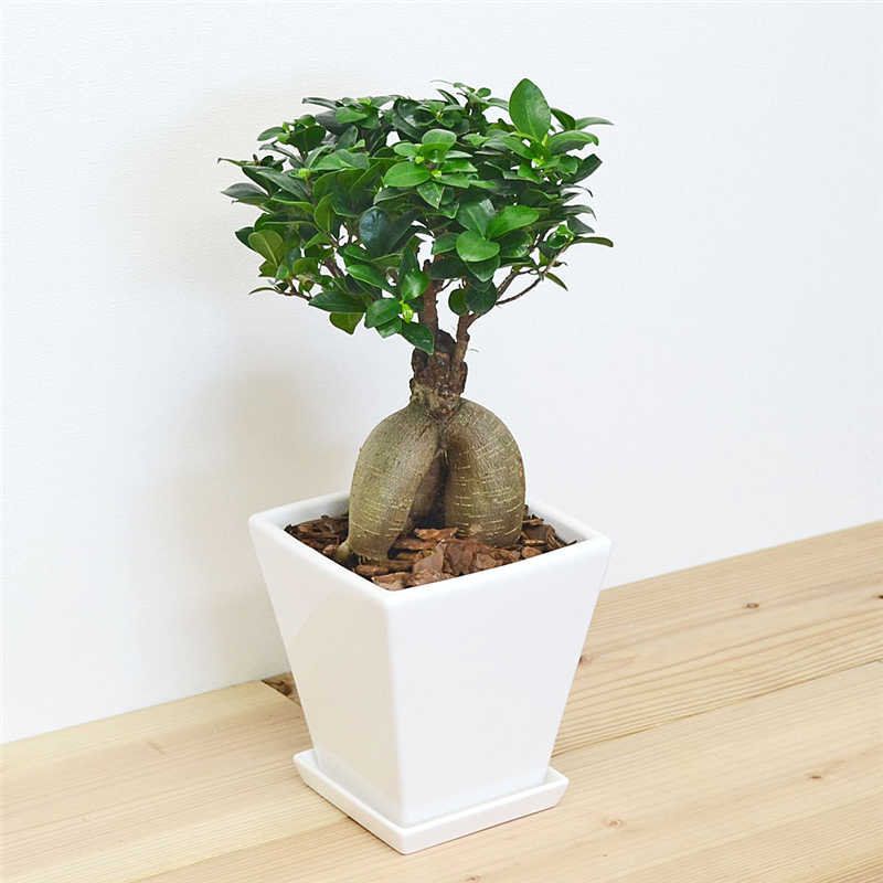 琴花園 観葉植物 ガジュマル 多幸の木 ホワイトスクエア陶器鉢 1個（ご注文単位1個）【直送品】