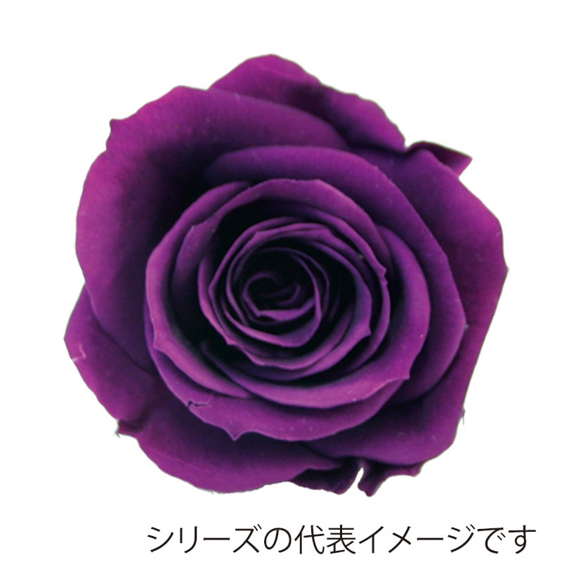 パープル