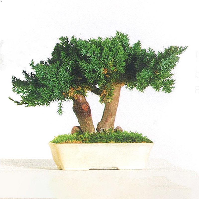 モノ・インターナショナル verdissimo プリザーブドフラワー BJU15 Juniperus BONSAI 15cm 1個(ご注文単位1個)【直送品】