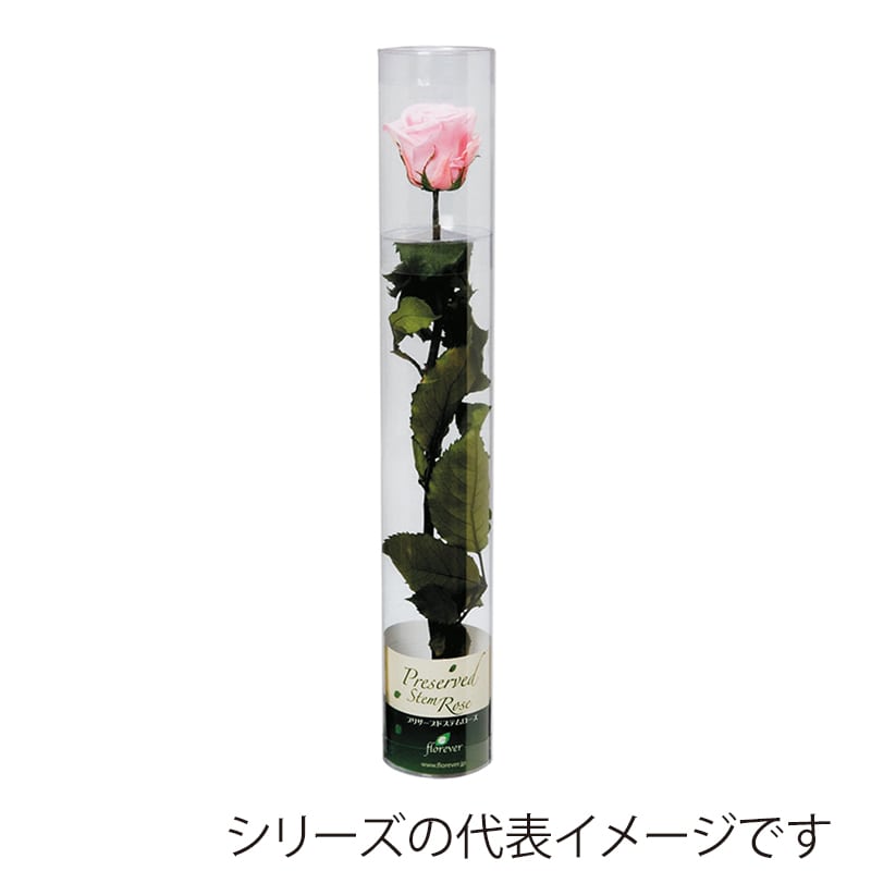 フロールエバー プリザーブドフラワー スタンダードローズ ステム付 タンジェリンオレンジ FL012-29 1本(ご注文単位1本)【直送品】