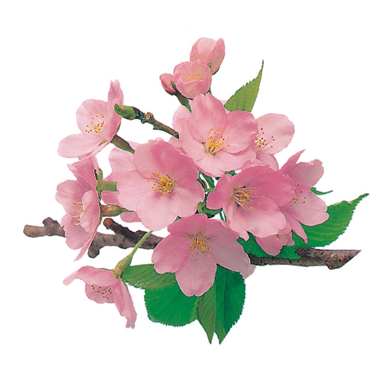 ユニバース グルメシート 桜 丸 70φ 1000枚/袋(ご注文単位1袋)【直送品】
