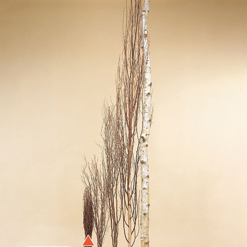 大地農園 デザインパーツ 白樺小枝 70cm 50780-000 1束(ご注文単位1束)【直送品】