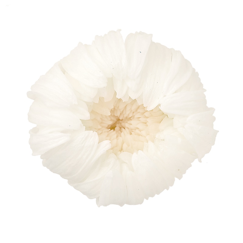 大地農園 プリザーブドフラワー 輪菊 小 04803-010 白 1巻(ご注文単位1巻)【直送品】