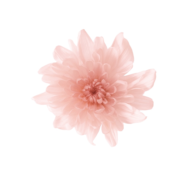 大地農園 プリザーブドフラワー ことね菊 04790-131　シルキーピンク 1箱（ご注文単位1箱）【直送品】