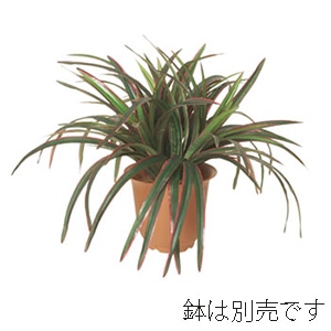 ドガ ドラセナブッシュ グリーン/レッド LEB-8045 1本(ご注文単位1本)【直送品】