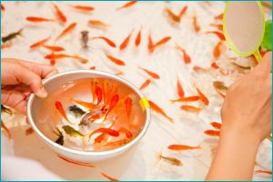 金魚すくい